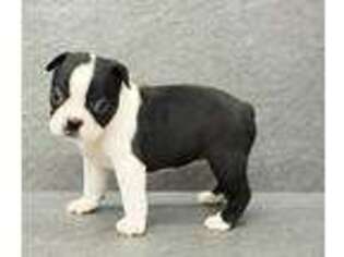 Boston Terrier Puppy for sale in Mobile, AL, USA