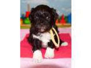 Shih-Poo Puppy for sale in Lecanto, FL, USA
