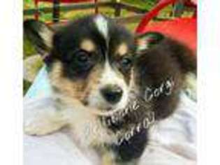 Pembroke Welsh Corgi Puppy for sale in Springville, IN, USA