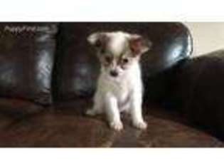 Papillon Puppy for sale in Jackson Center, PA, USA