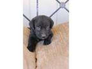 Labrador Retriever Puppy for sale in Poth, TX, USA