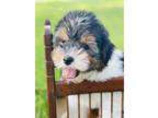 Biewer Terrier Puppy for sale in Minonk, IL, USA
