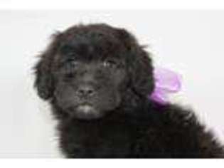 Labradoodle Puppy for sale in Fletcher, OK, USA