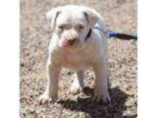 Dogo Argentino Puppy for sale in Roundup, MT, USA