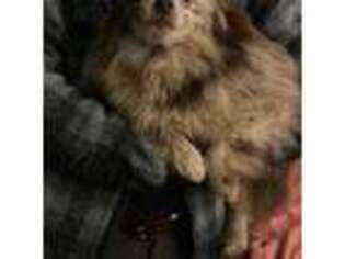 Pomeranian Puppy for sale in Bassett, VA, USA