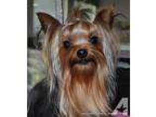 Yorkshire Terrier Puppy for sale in SAN ANTONIO, TX, USA