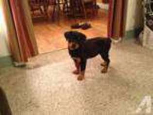 Rottweiler Puppy for sale in SPOKANE, WA, USA