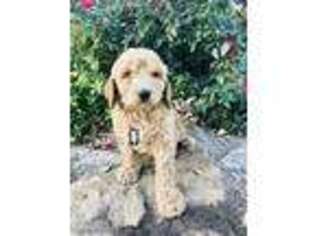 Goldendoodle Puppy for sale in Weatherford, OK, USA