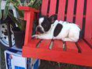 French Bulldog Puppy for sale in Pleasanton, TX, USA