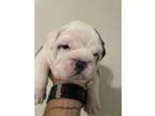 Bulldog Puppy for sale in Copperas Cove, TX, USA