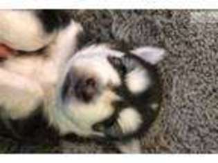 Alaskan Klee Kai Puppy for sale in Minneapolis, MN, USA