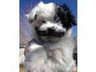 Havanese Puppy for sale in WEST JORDAN, UT, USA