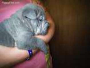 Mutt Puppy for sale in Jacksonville, AL, USA