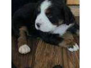Bernese Mountain Dog Puppy for sale in Somerset, WI, USA