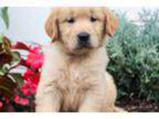 Golden Retriever Puppy for sale in Harrisburg, PA, USA