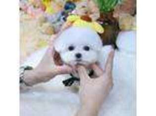 Bichon Frise Puppy for sale in Gainesville, GA, USA