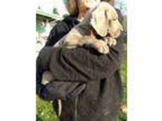 Great Dane Puppy for sale in Springfield, OR, USA