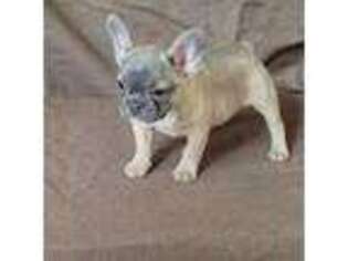 French Bulldog Puppy for sale in Blue Island, IL, USA