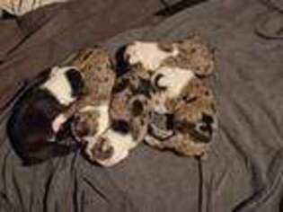 Boston Terrier Puppy for sale in EAST HAVEN, CT, USA