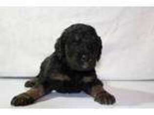 Mutt Puppy for sale in Red Oak, IA, USA