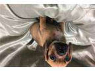Puggle Puppy for sale in New York, NY, USA