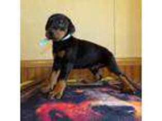 Doberman Pinscher Puppy for sale in Stockton, MO, USA