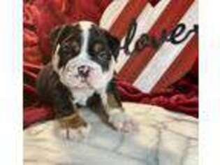 Bulldog Puppy for sale in Bethlehem, PA, USA