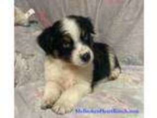 Australian Shepherd Puppy for sale in Lockhart, TX, USA