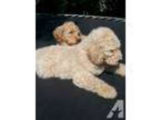 Goldendoodle Puppy for sale in ELGIN, IL, USA