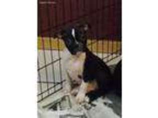 Boston Terrier Puppy for sale in Richmond, MN, USA