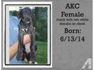 Great Dane Puppy for sale in LITTCARR, KY, USA
