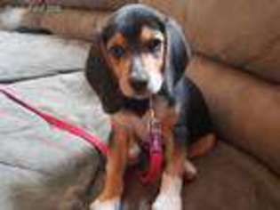 Beagle Puppy for sale in Shelby, OH, USA