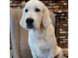 Mutt Puppy for sale in Pembroke, VA, USA