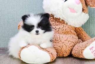 Pomeranian Puppy for sale in Rutherford, NJ, USA
