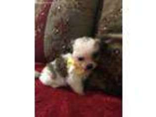 Lhasa Apso Puppy for sale in Sherman, TX, USA