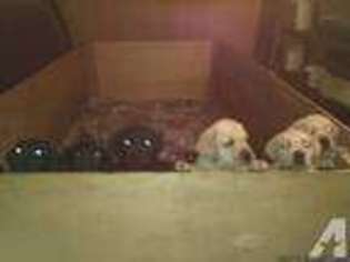 Labrador Retriever Puppy for sale in DWIGHT, IL, USA