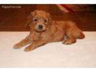 Goldendoodle Puppy for sale in Seneca, MO, USA