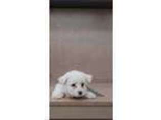 Maltipom Puppy for sale in Alamo, CA, USA