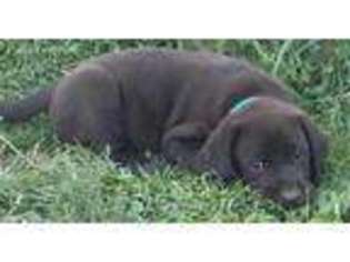 Labrador Retriever Puppy for sale in Burlington, WV, USA