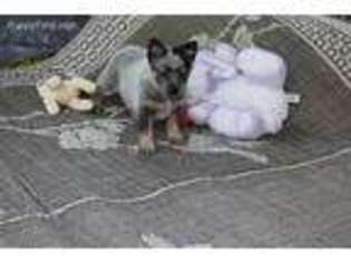 Australian Cattle Dog Puppy for sale in Sparta, TN, USA
