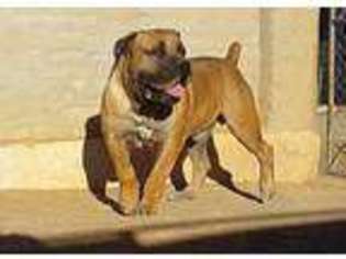 Boerboel Puppy for sale in Sidney, NY, USA