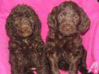 Labradoodle Puppy for sale in SALEM, OH, USA