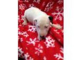 Bull Terrier Puppy for sale in Damascus, AR, USA