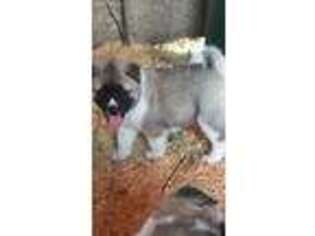 Akita Puppy for sale in Terrell, TX, USA