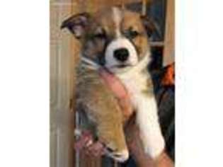 Pembroke Welsh Corgi Puppy for sale in Azle, TX, USA