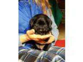 Labrador Retriever Puppy for sale in Ridgeway, WI, USA