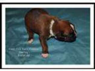 Boxer Puppy for sale in Kempner, TX, USA
