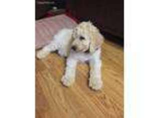 Labradoodle Puppy for sale in North Ogden, UT, USA