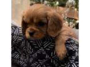 Cavalier King Charles Spaniel Puppy for sale in Elk Grove, CA, USA