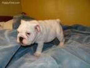 Bulldog Puppy for sale in Stover, MO, USA